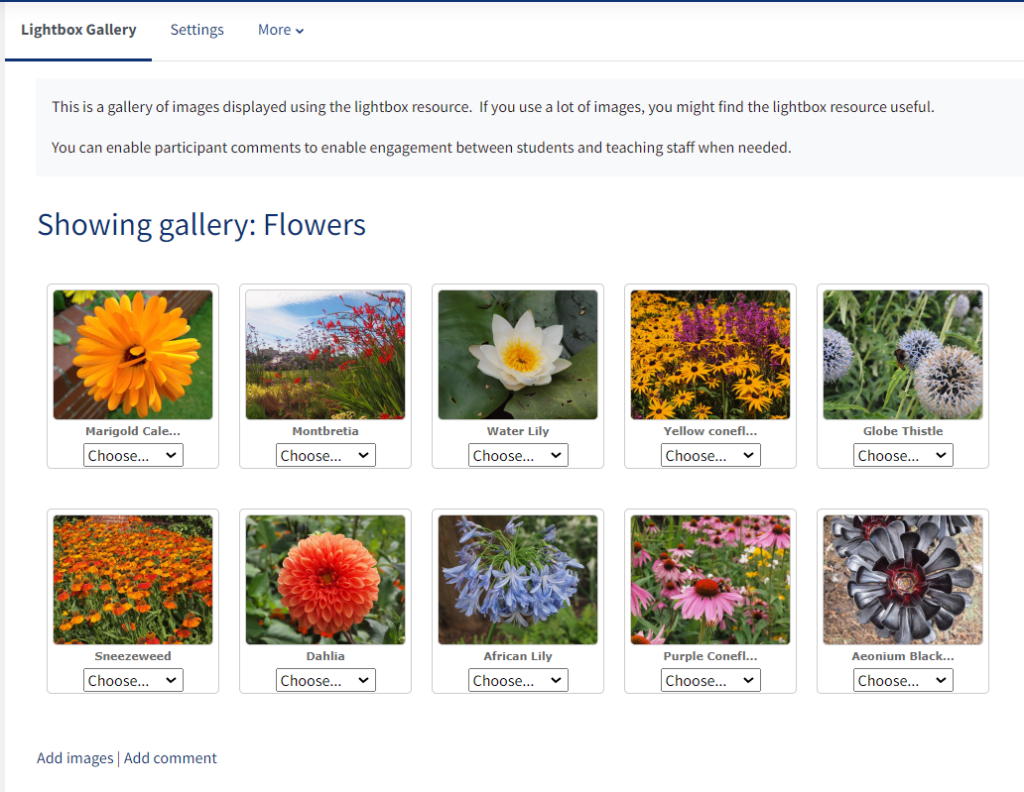 A lightbox gallery filled with a variety of flowers, each having a caption of it's name.